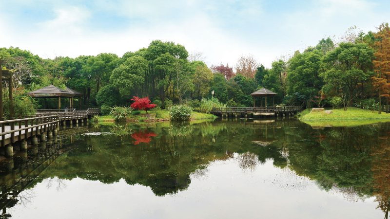 园林绿化公司流程步骤解析：从规划到养护，一图看懂