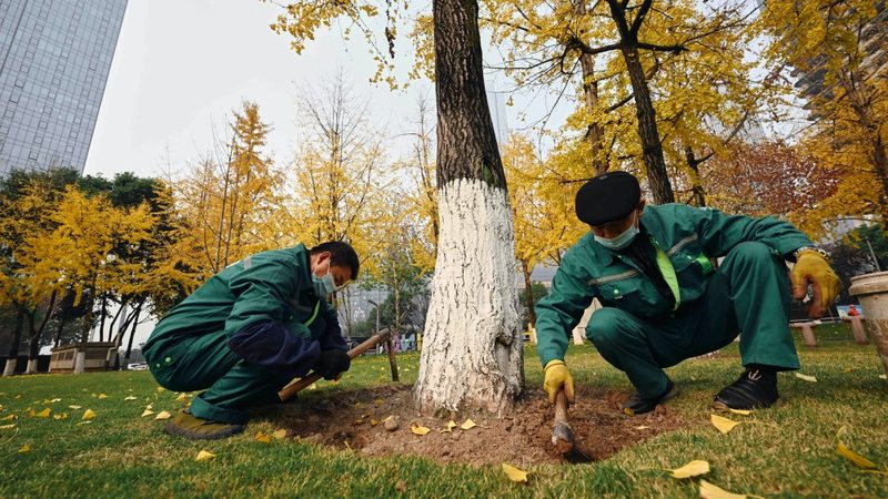 绿植租赁高性价比植物推荐