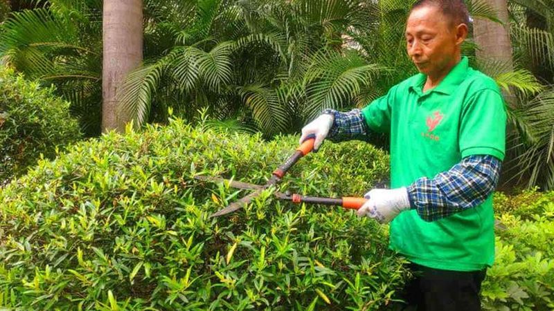 园林绿化养护管理：技术要点与实施策略**