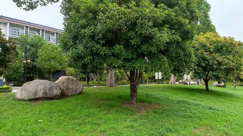 办公区植物租摆，如何做到养护无忧？**